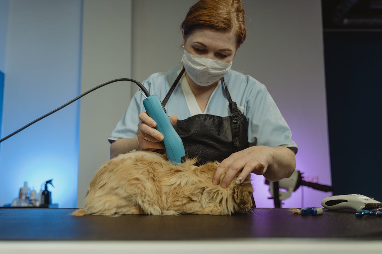 The Art of Drawing Readers In: Your attractive post title goes here A professional groomer tending to a fluffy cat in an indoor studio setting.