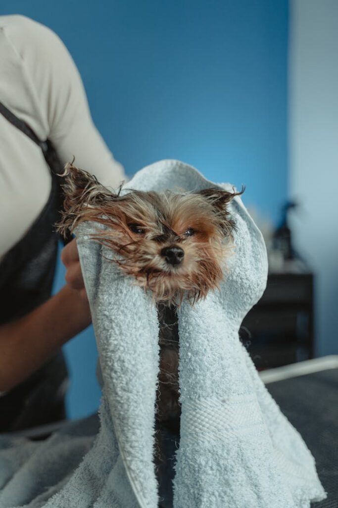 Mastering the First Impression: Your intriguing post title goes here A cute wet puppy wrapped in a towel during drying routine indoors.